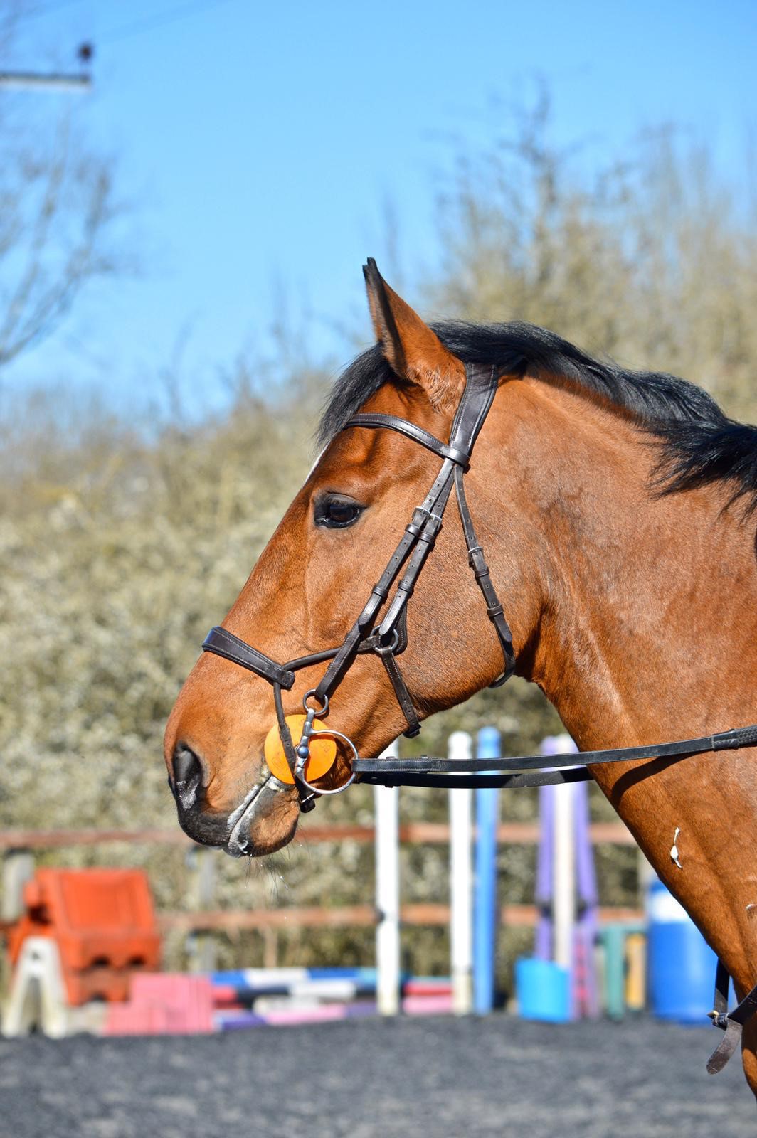 Bombers Titanium DC Dressage Bit Trial Forelock and Load Blog