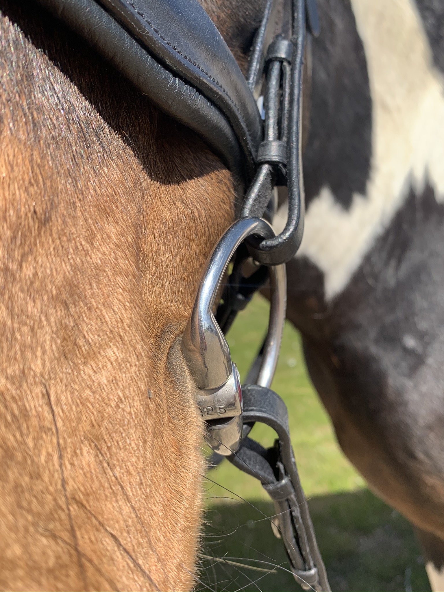 How much do you understand about bitting?