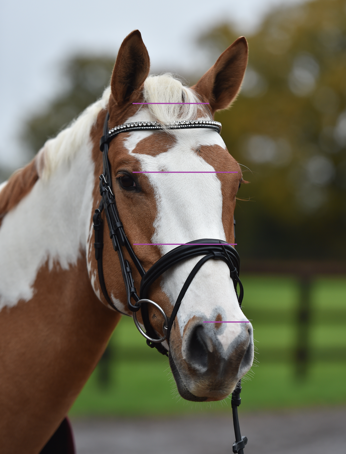 Making a bitting assessment