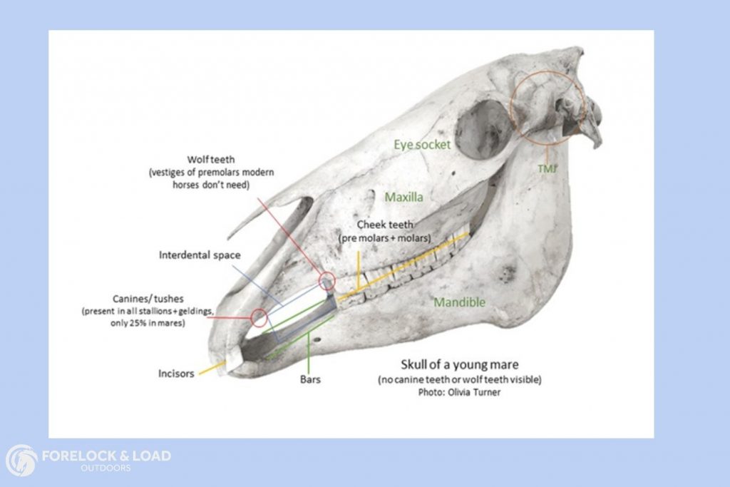 Learn more about bitting.