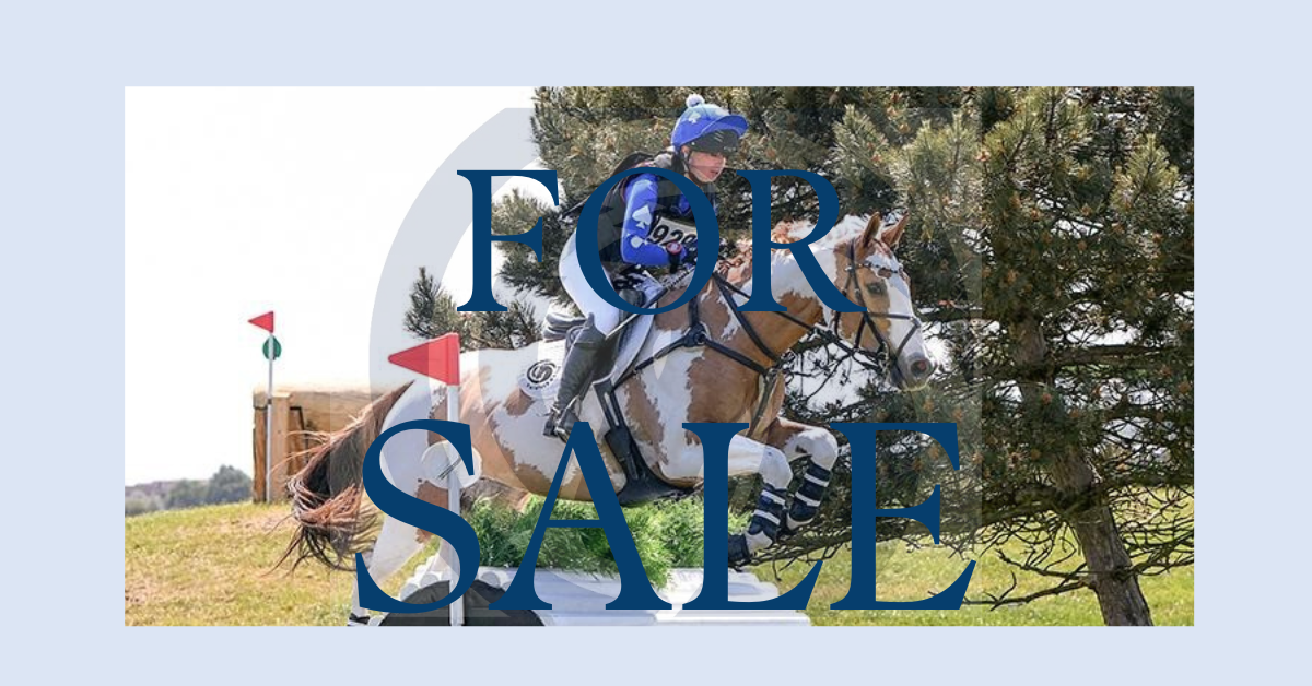 Forelock and Load guide to buying a horse.