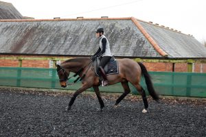 St?bben Switch Bridle Review