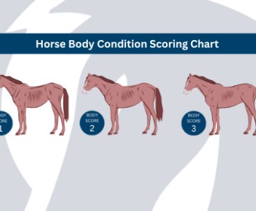 An image of the forelock and load guide on condition scoring your horse.