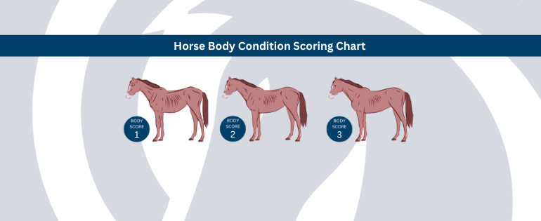 An image of the forelock and load guide on condition scoring your horse.