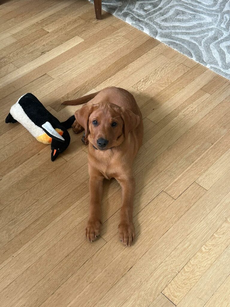 Labrador puppy with his soft toy