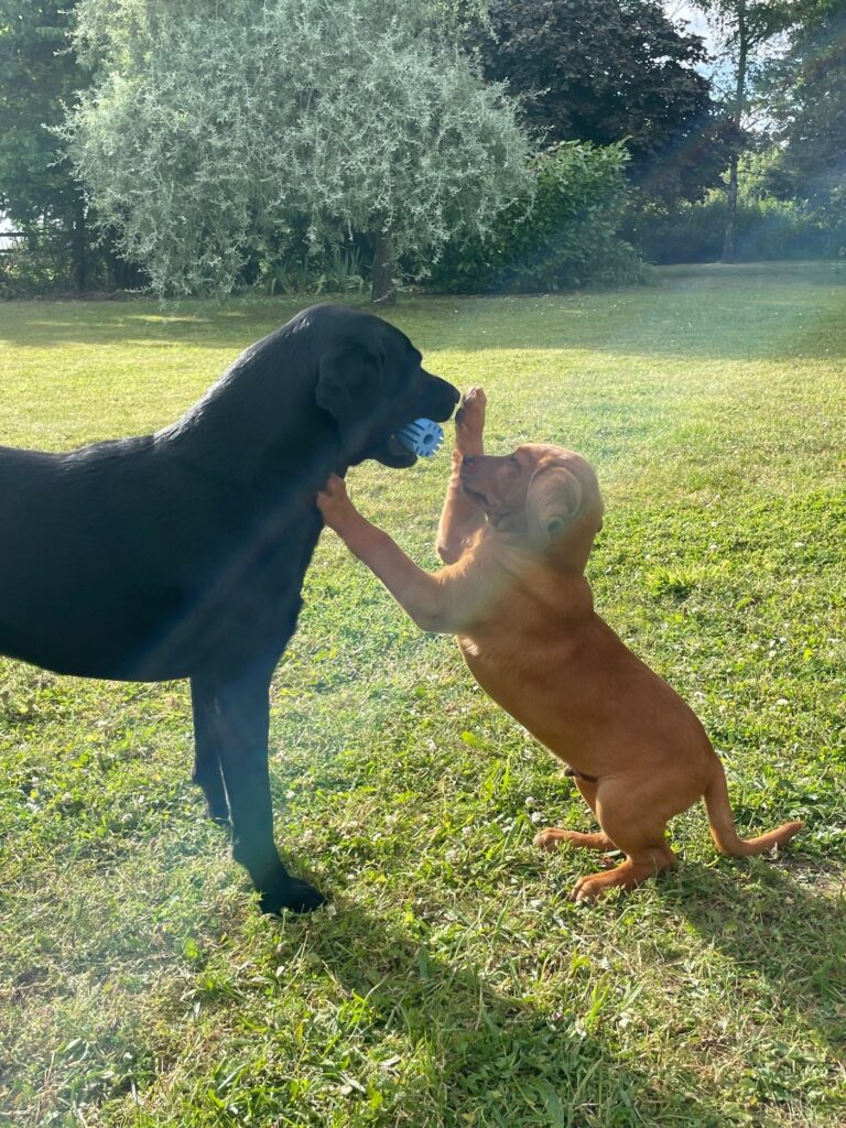 Black Labrador and Labrador puppy playing