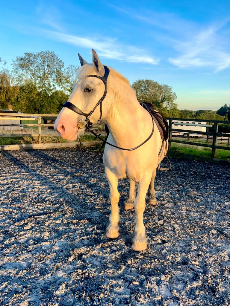 Horse wearing a Stübben Freedom Bridle