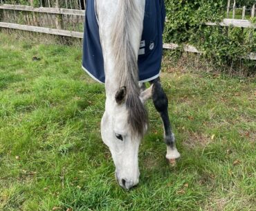 A photo of a grey horse called Lordy
