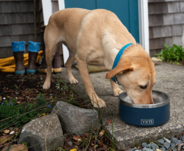 Labrador eating from a YETI Boomer Dog Bowl