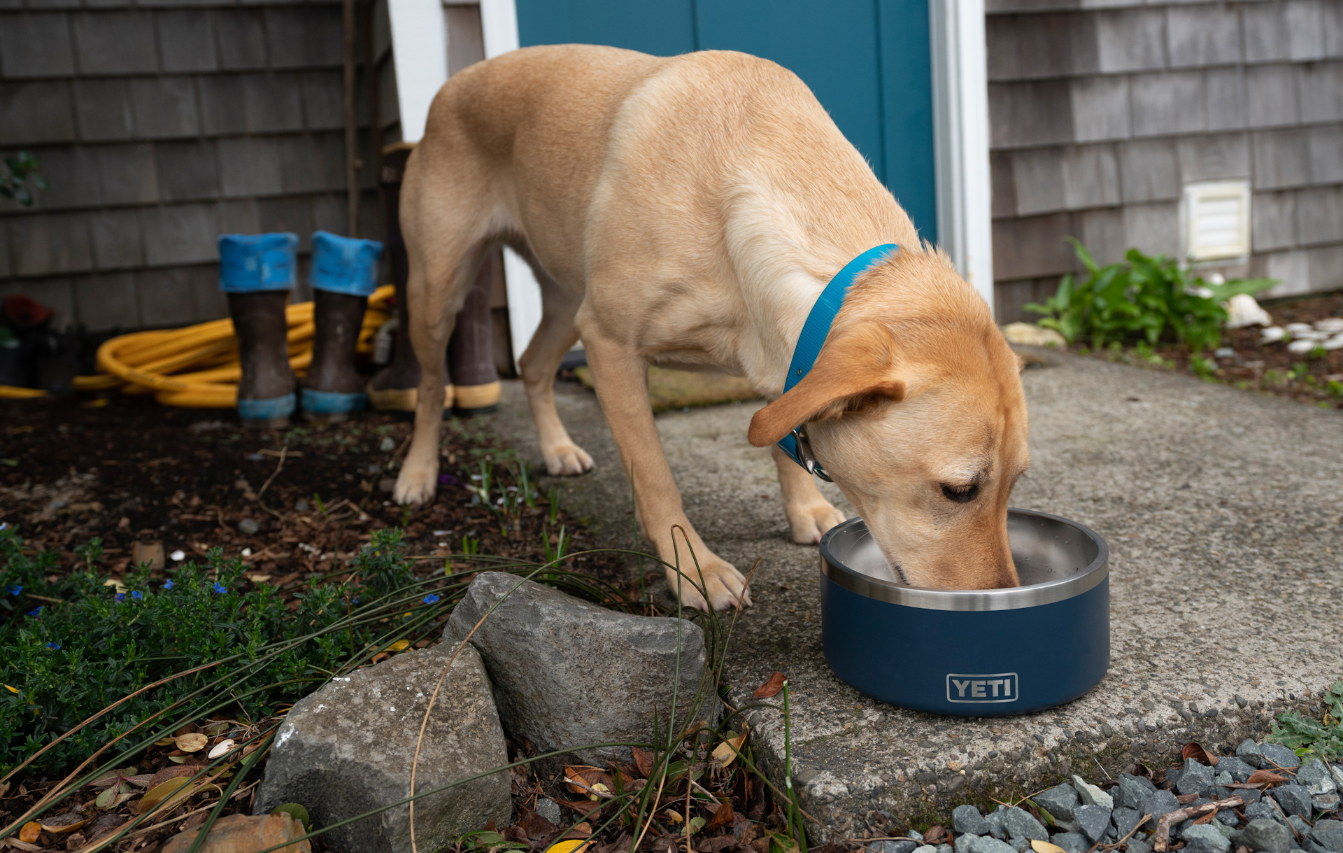 The Ultimate Dog Bowl? YETI Dog Bowls are a Game Changer Labrador eating from a YETI Boomer Dog Bowl