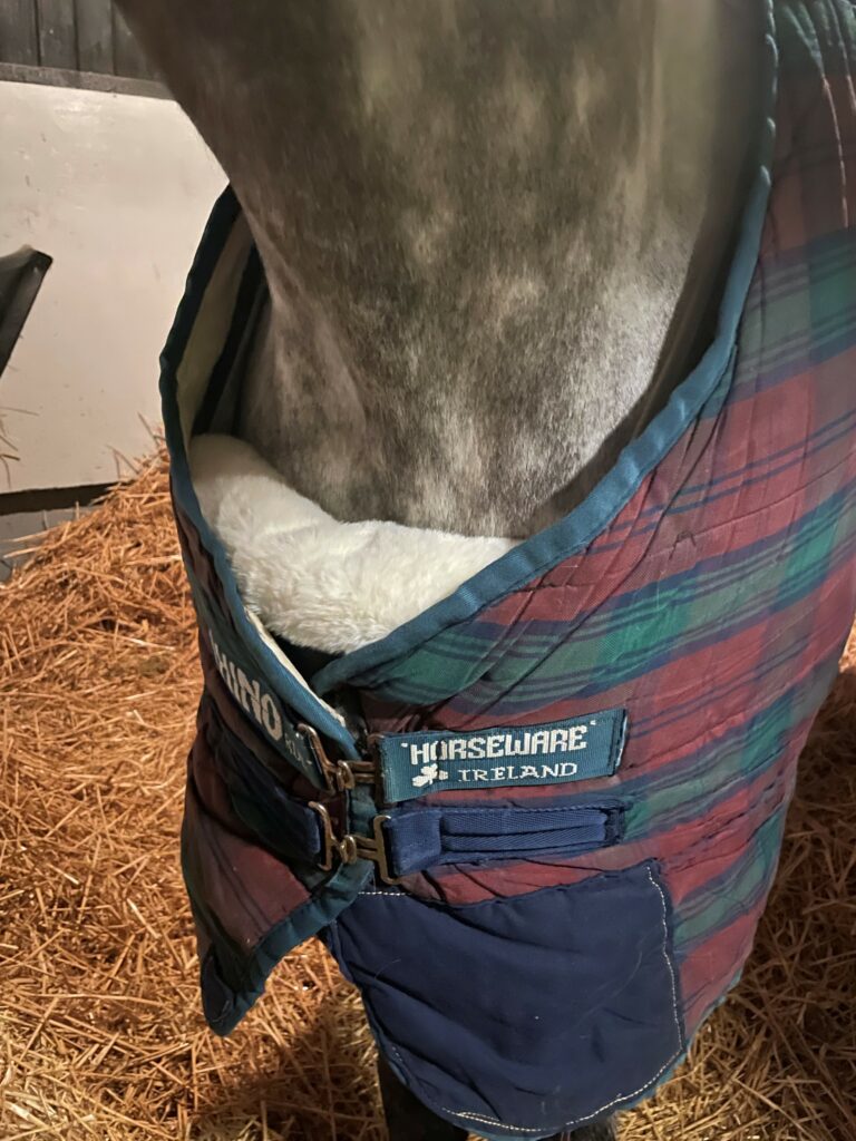 LeMieux Chest Protector in place on a horse