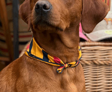 Dingo, fox red Labrador dog
