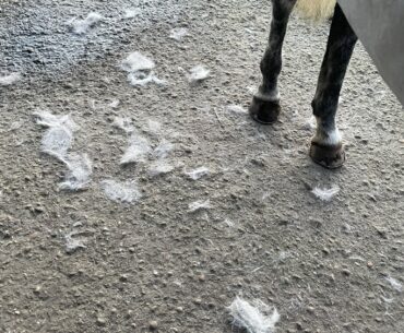 Horse moulting