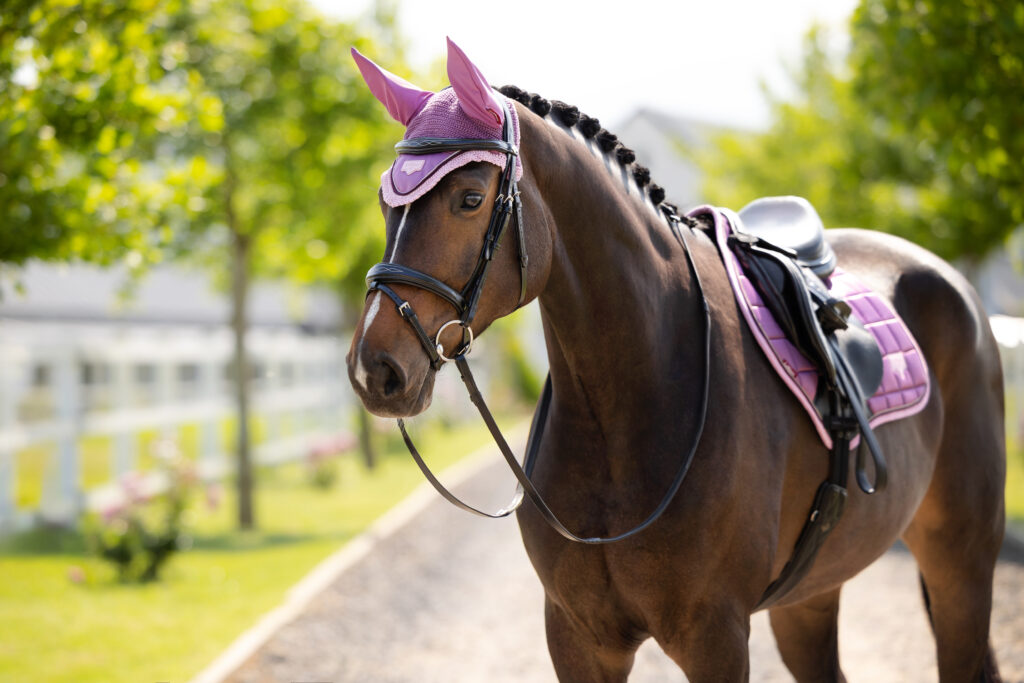 Horse wearing LeMieux Mallow