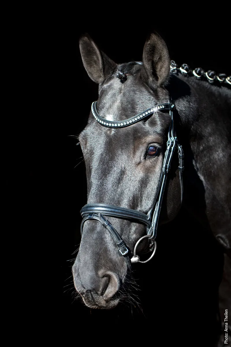 Schockemohle Rome Anatomical Flash Bridle Black-1