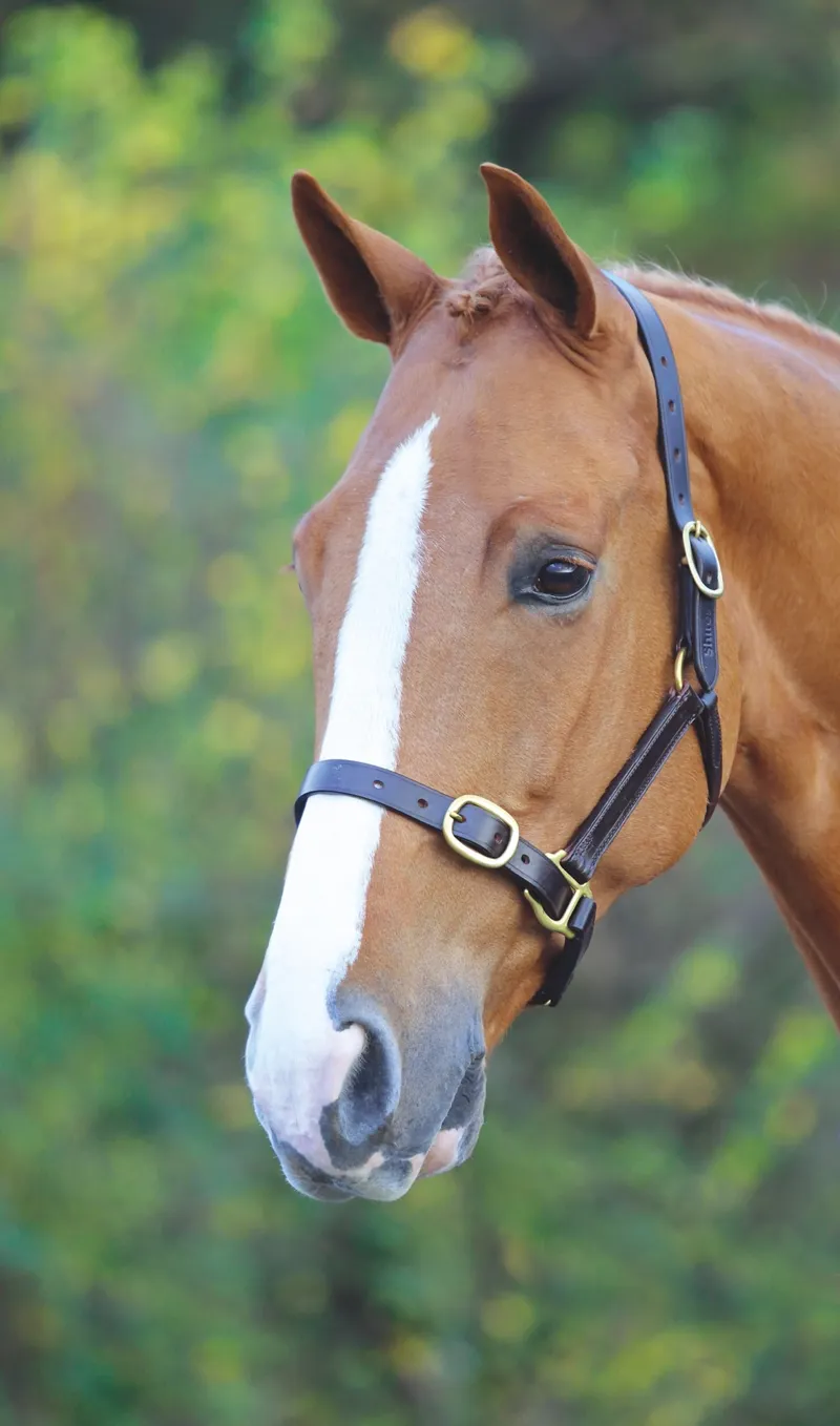 Velociti Gara Fully Adjustable Leather Headcollar Havana
