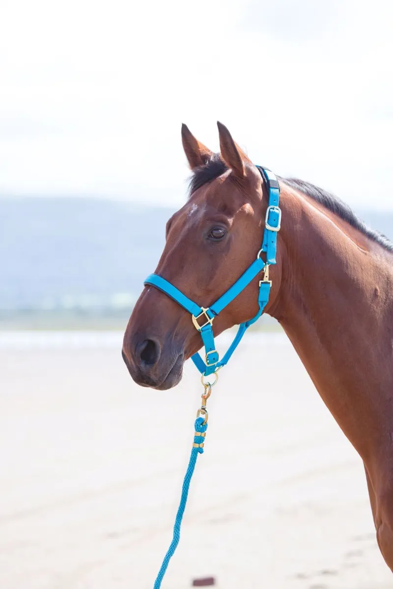 Topaz Nylon Headcollar Blue