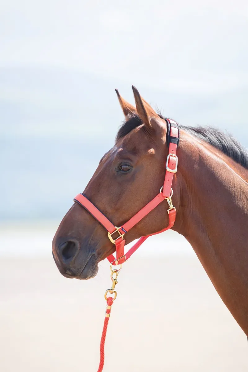 Topaz Nylon Headcollar Orange
