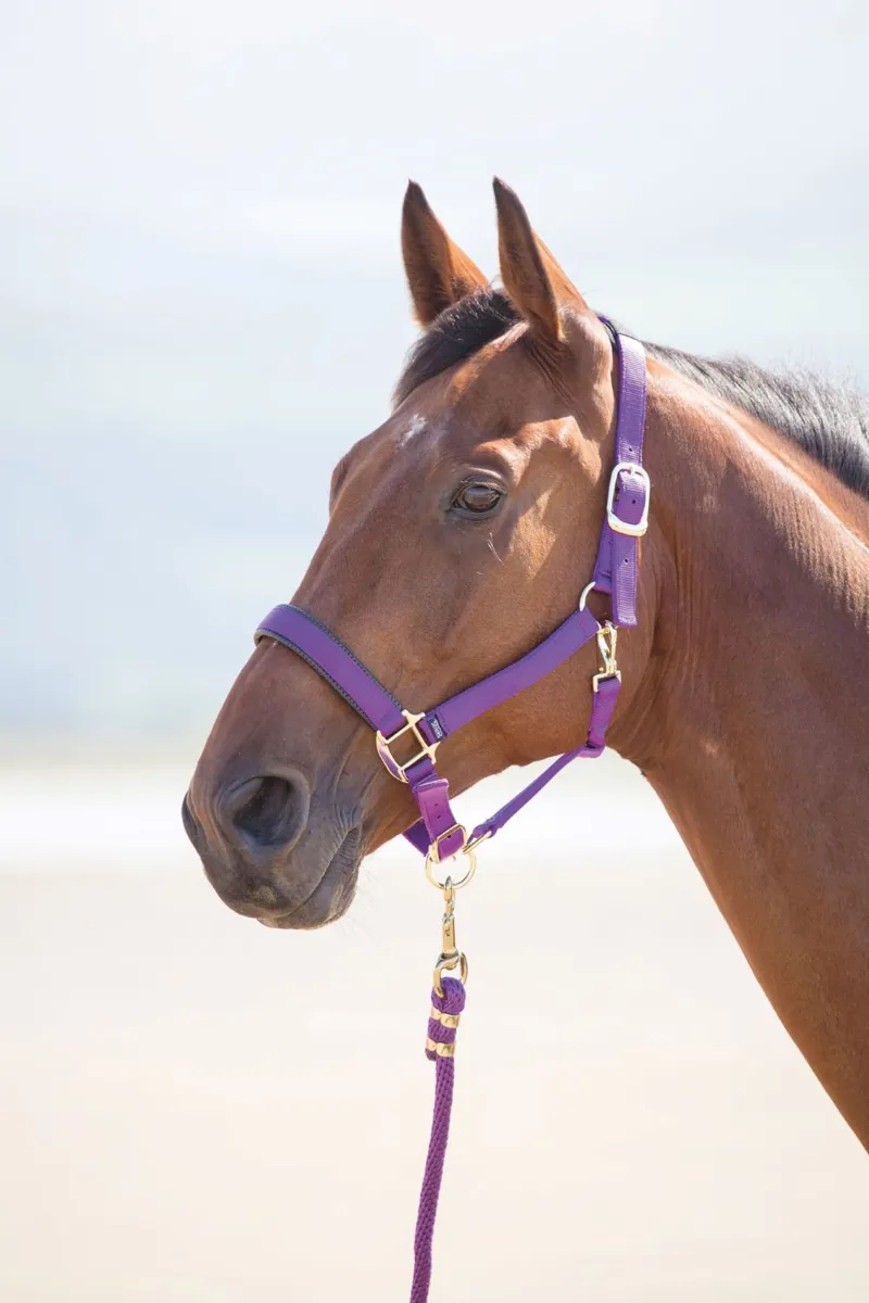 Topaz Nylon Headcollar Purple