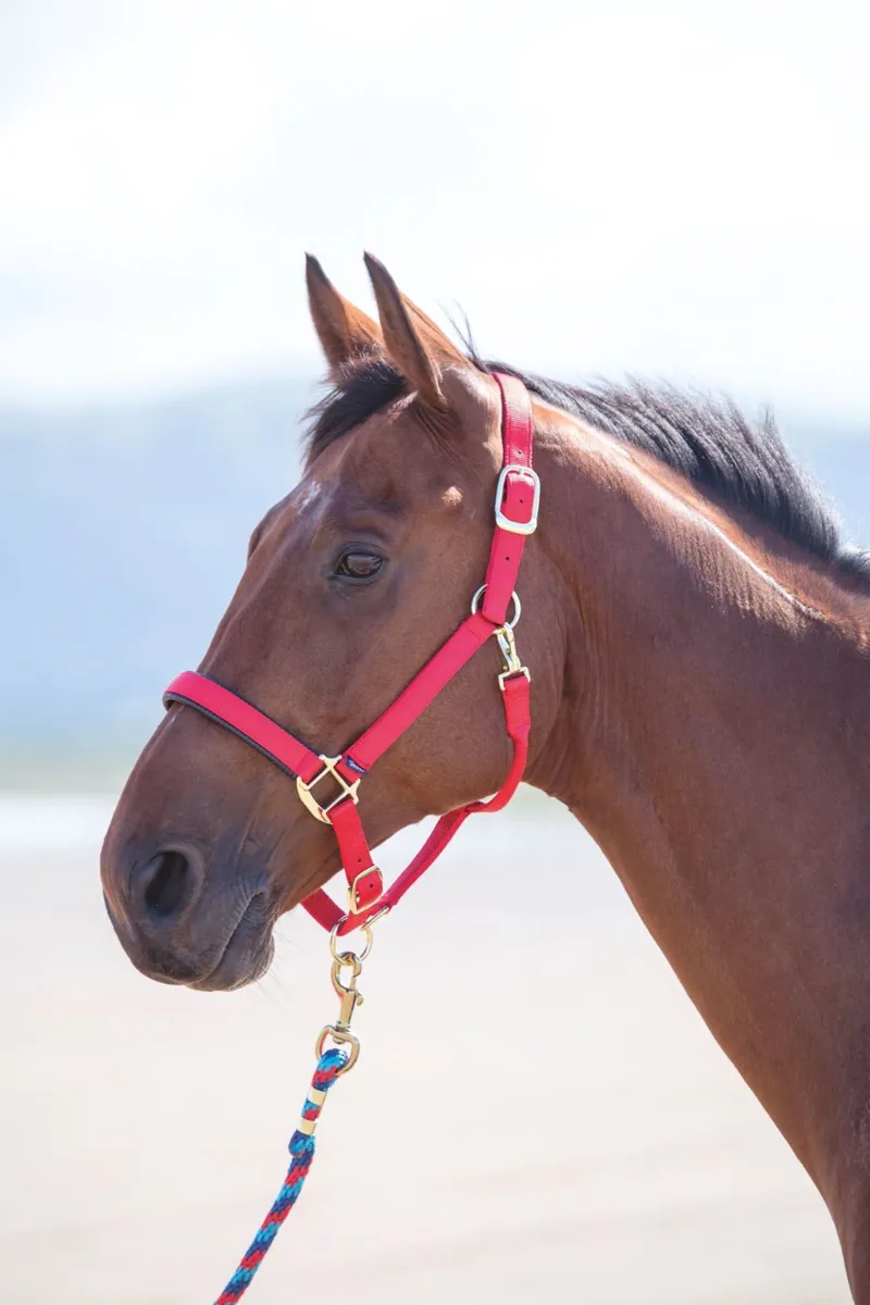 Topaz Nylon Headcollar Red