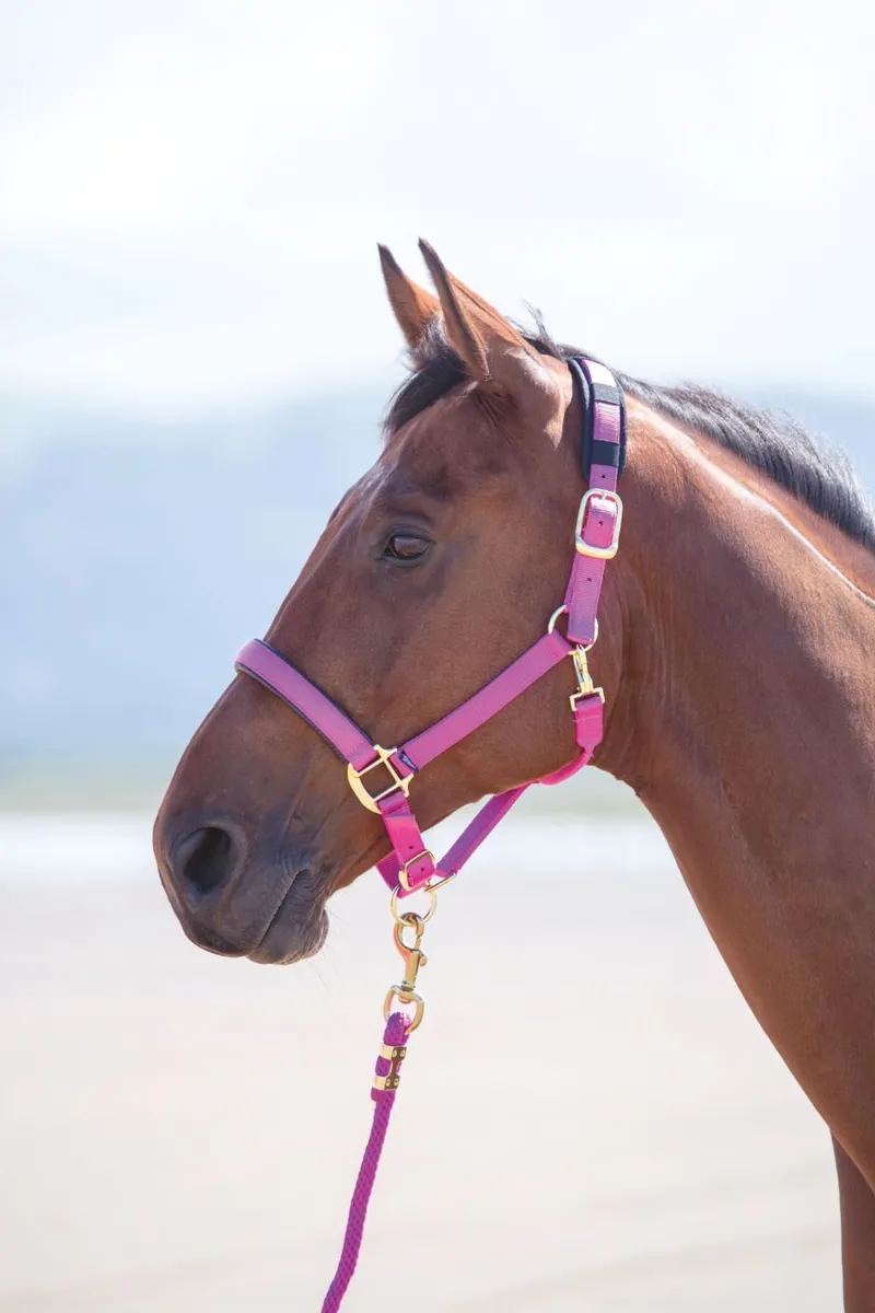 Topaz Nylon Headcollar Raspberry