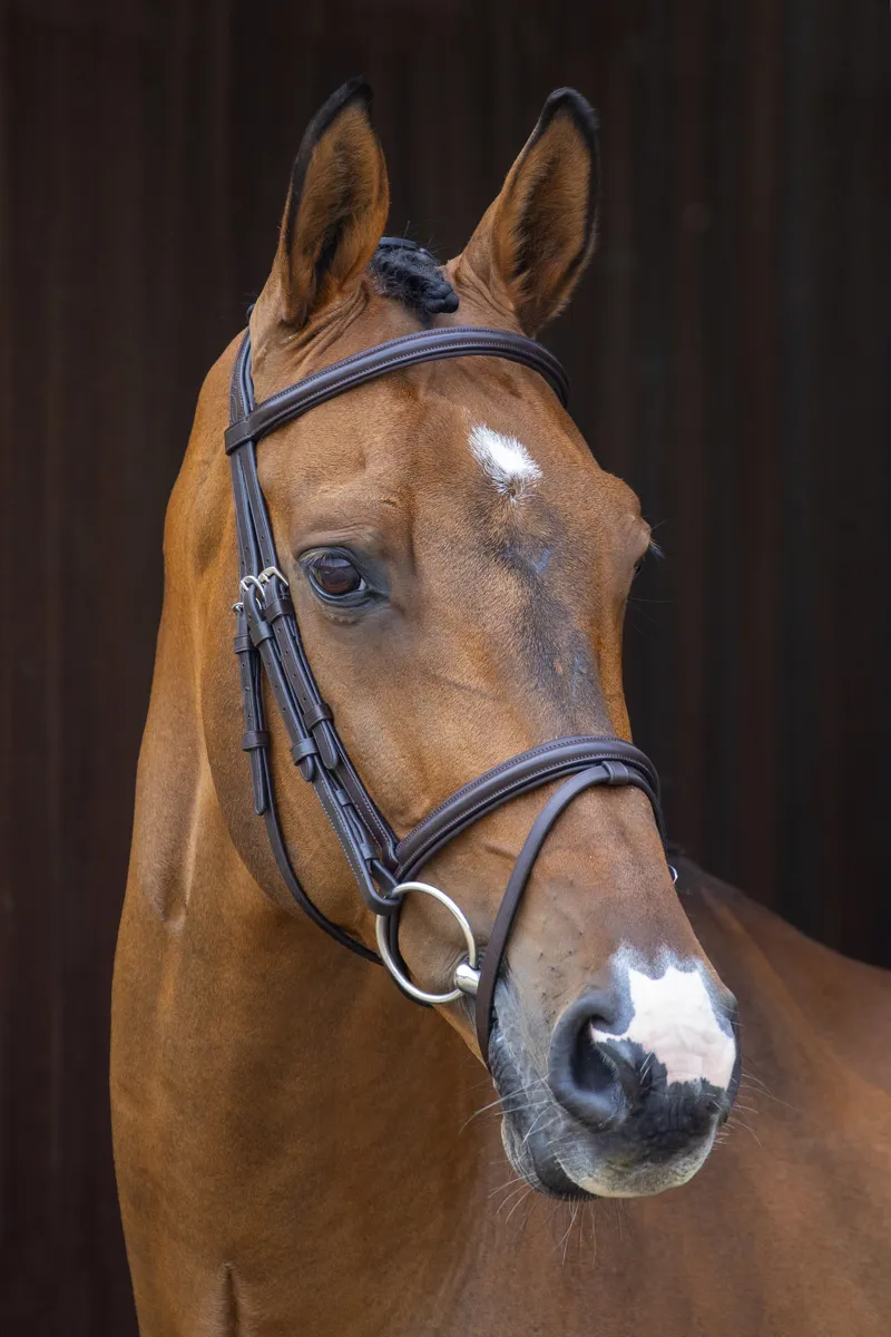 Shires Velociti Rapida Padded Raised Flash Bridle with Reins Havana-1