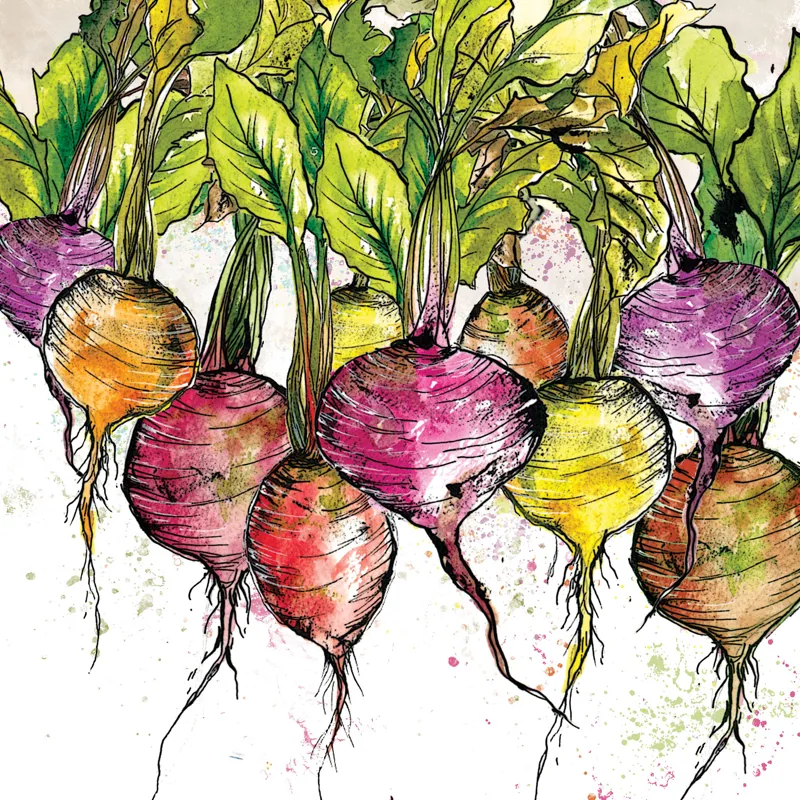 Dollyhotdogs Radish Card