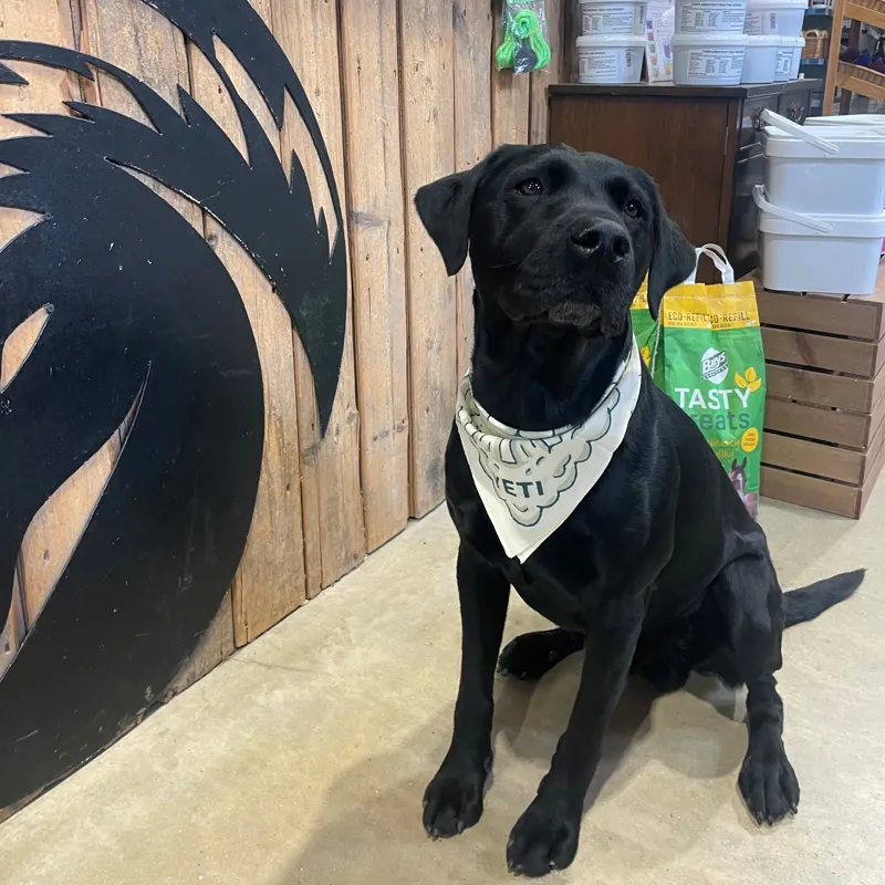 YETI Bronco Bandana