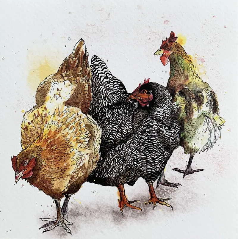 Dollyhotdogs Hen Card