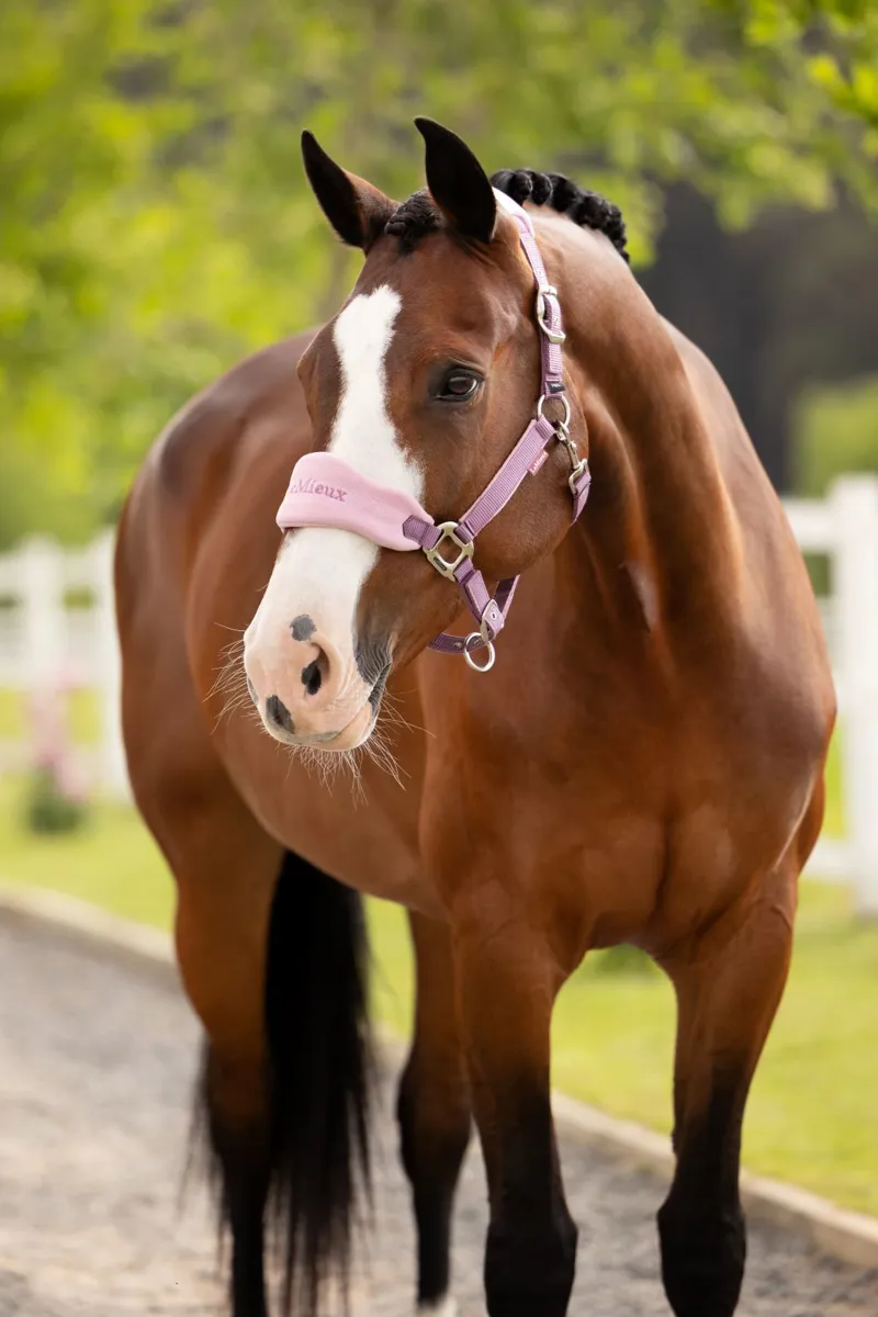 LeMieux Vogue Headcollar and Leadrope Mallow-1