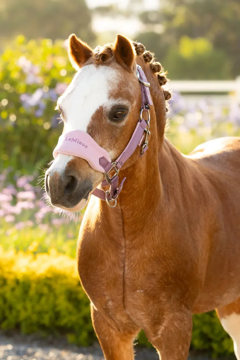 LeMieux Mini Vogue Headcollar and Leadrope Mallow -1