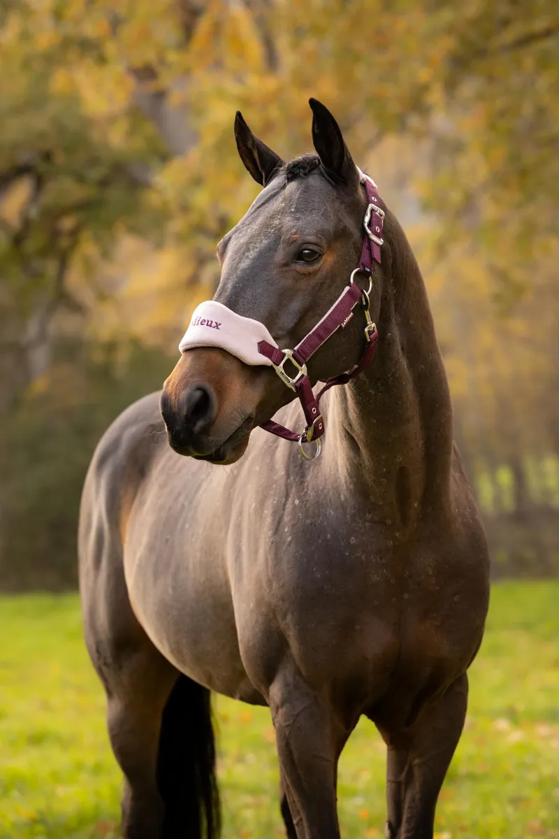 LeMieux Vogue Headcollar Blackberry Blackberry-2