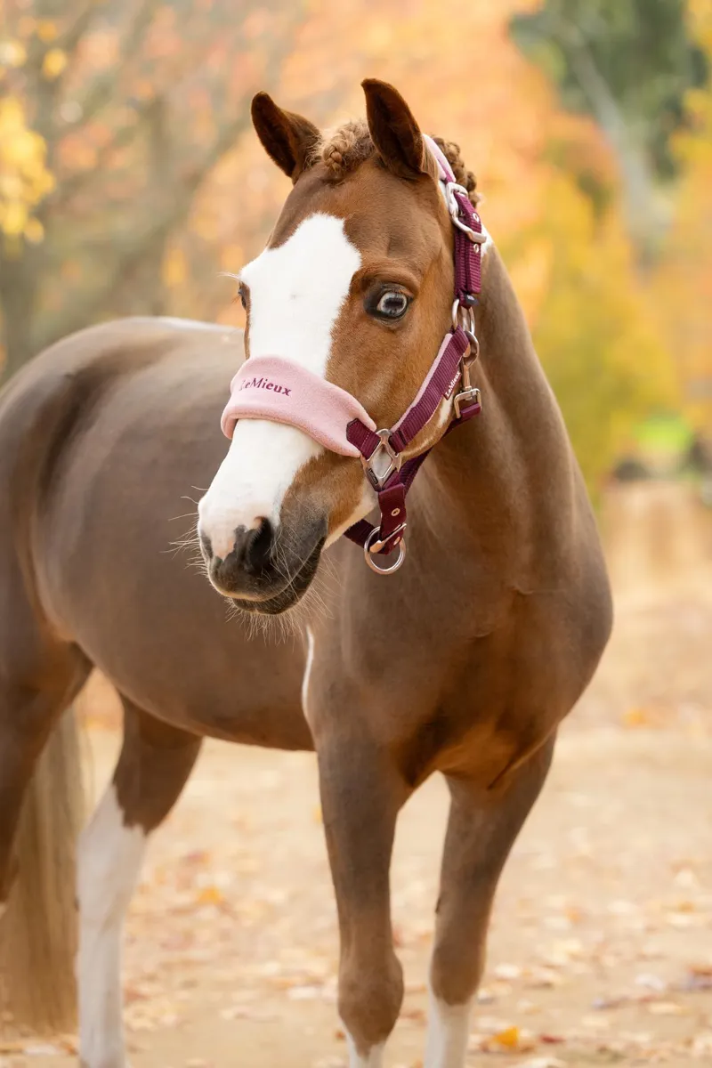LeMieux Vogue Headcollar Blackberry Blackberry-1
