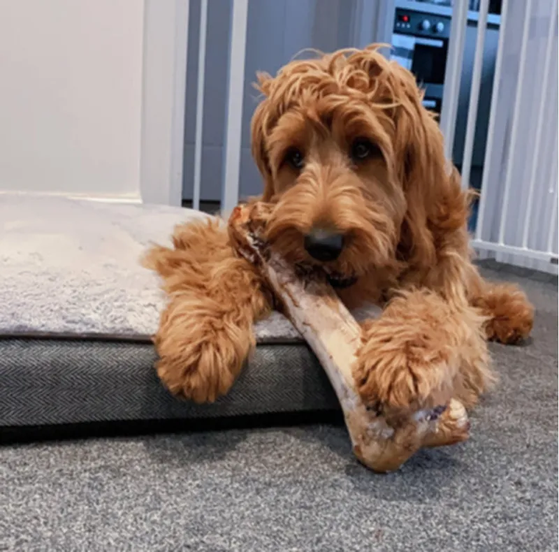 JR Pet Products Ostrich Bone-2