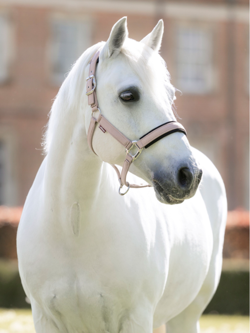 LeMieux Heritage Headcollar Wild Rose-1