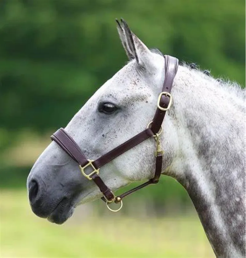 Velociti GARA Leather Travel Headcollar Havana 