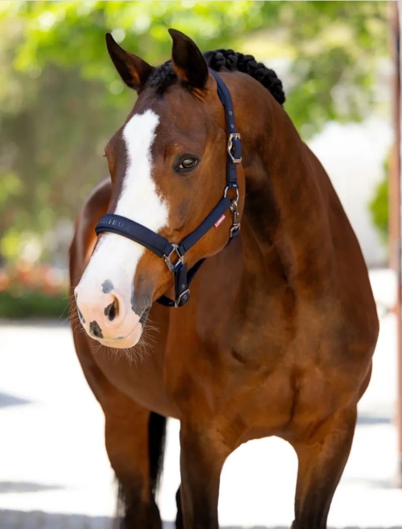 LeMieux Essence Headcollar Navy
