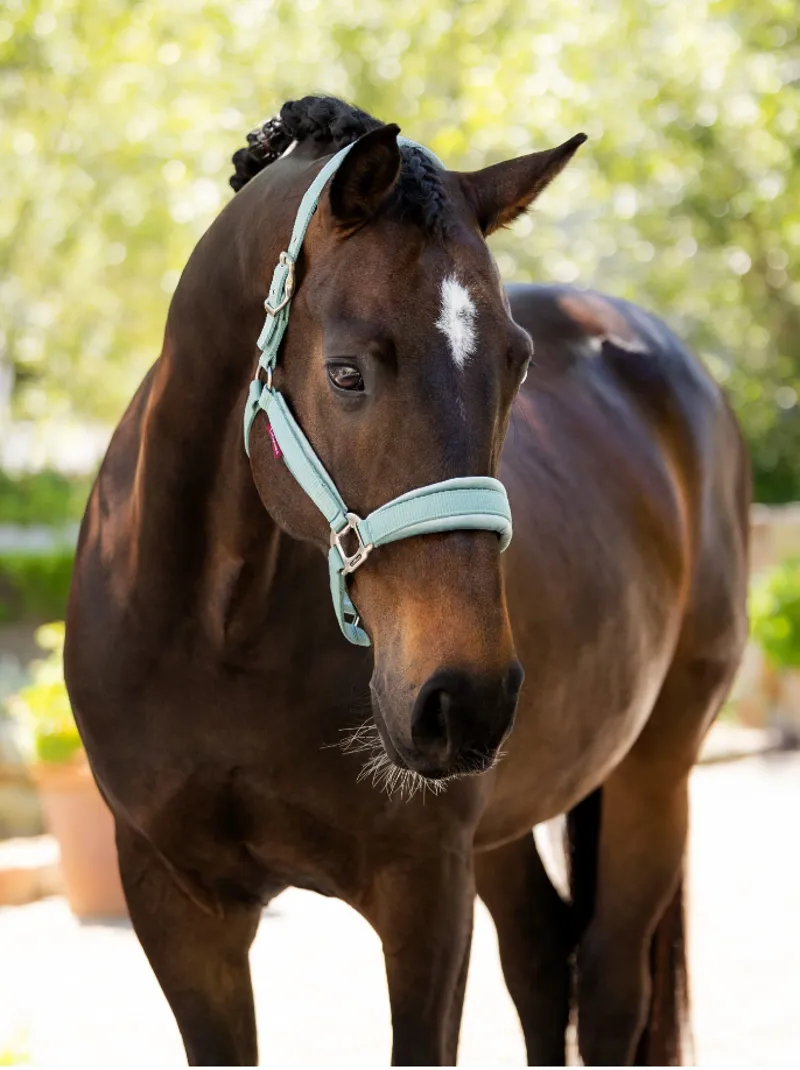 LeMieux Versailles Headcollar Aqua